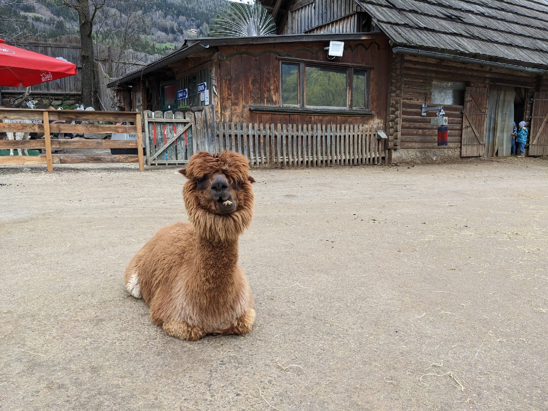 An alpaca at the donkey farm